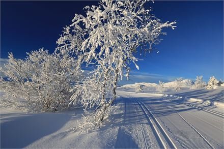 Áramótaferð skíðagöngu
